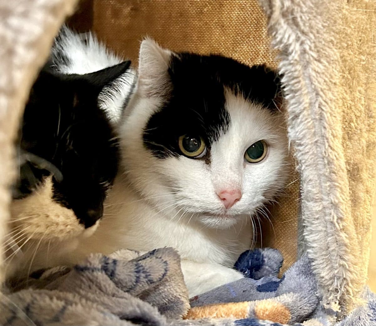 Foto: Krümel - Katzen > Wohnungskatzen