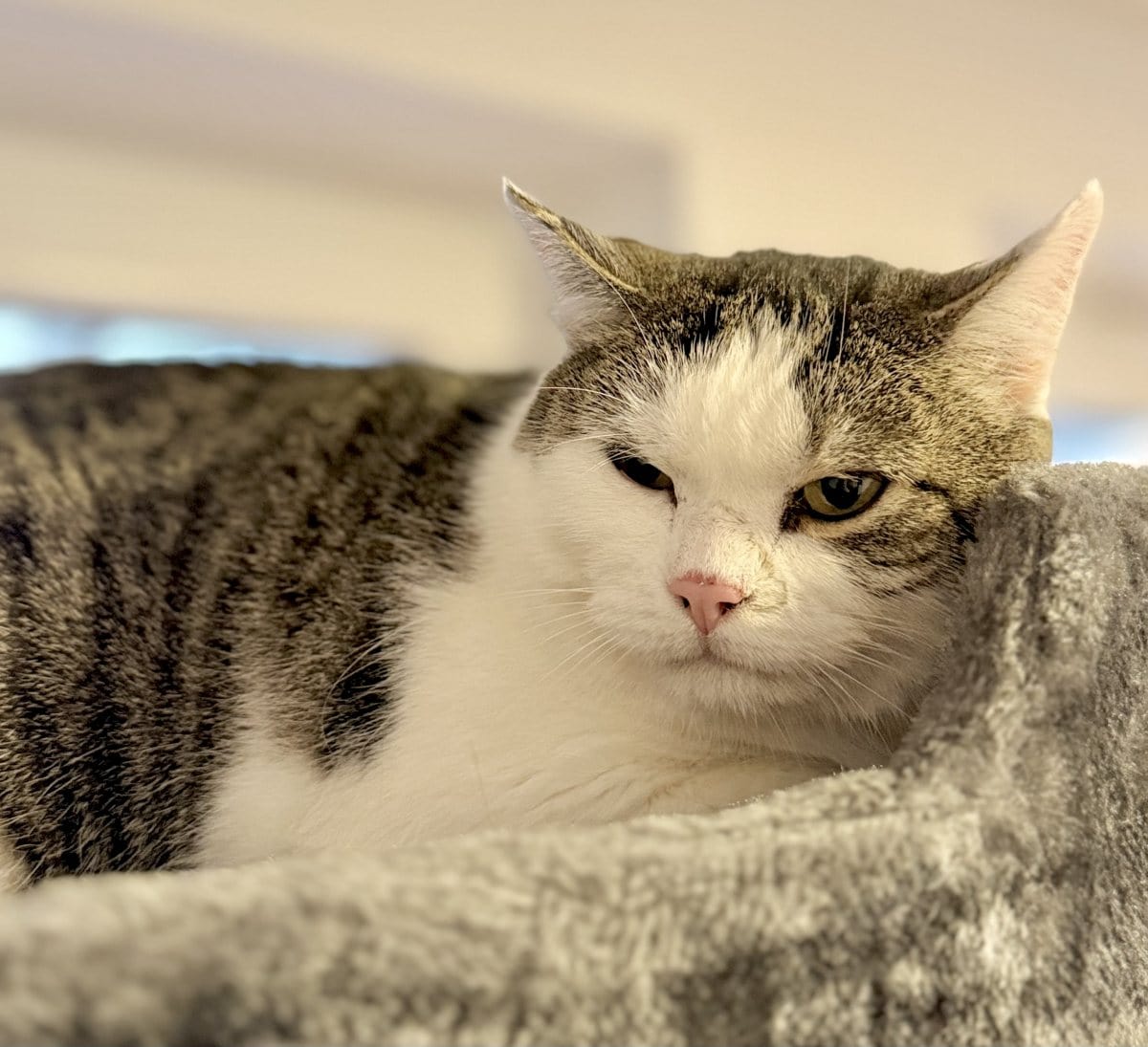 Foto: Elias - Katzen > Wohnungskatzen