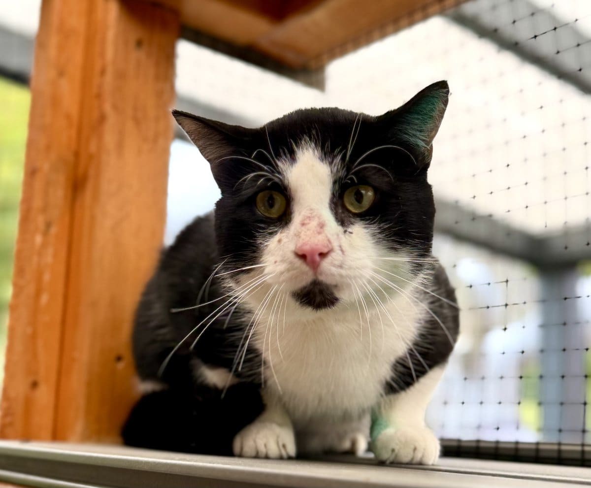 Foto: Porky - Katzen > Freigänger