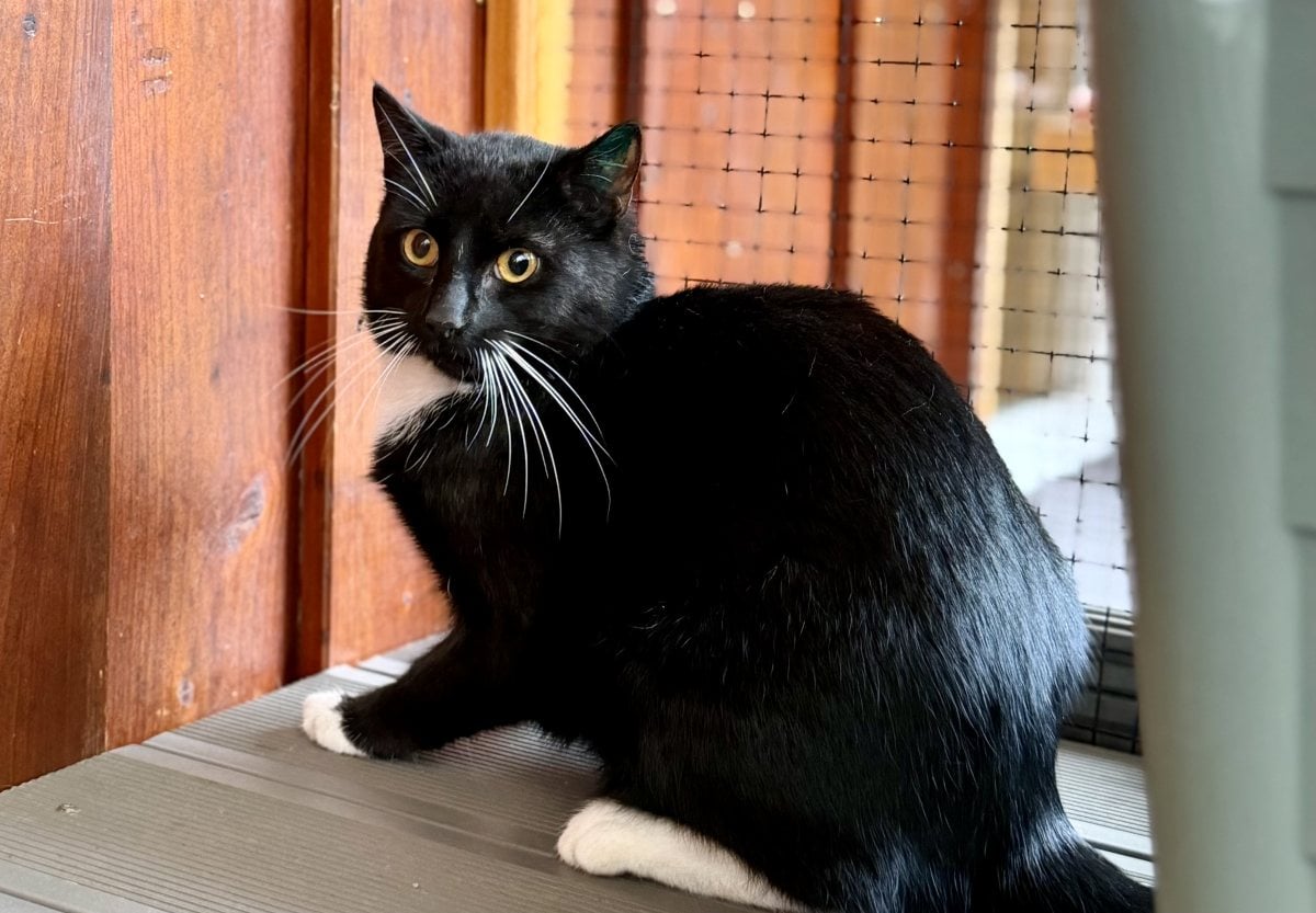 Foto: Wiggy - Katzen > Freigänger