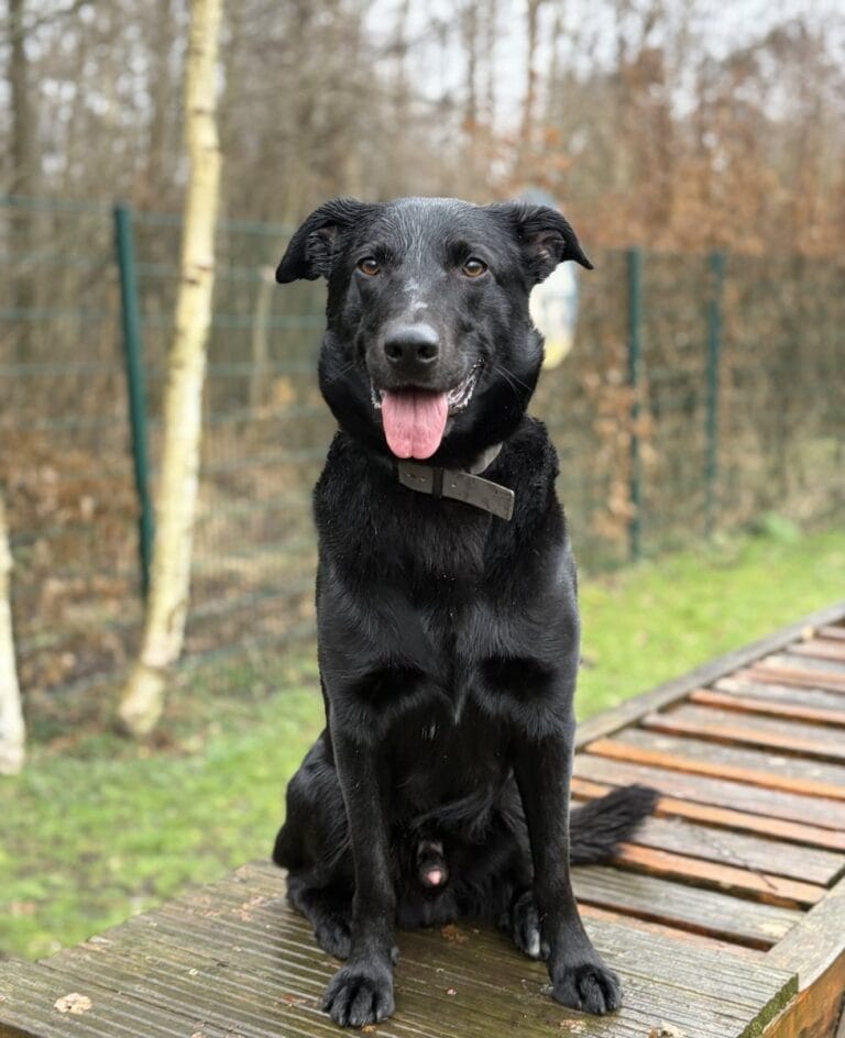 Foto: BamBam - Hunde > Hunde