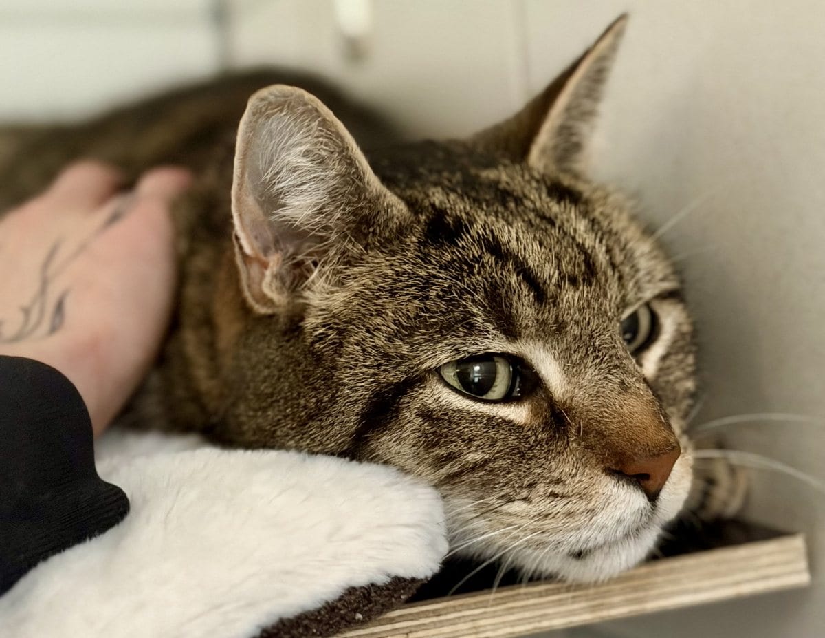 Foto: Newton - Katzen > Freigänger