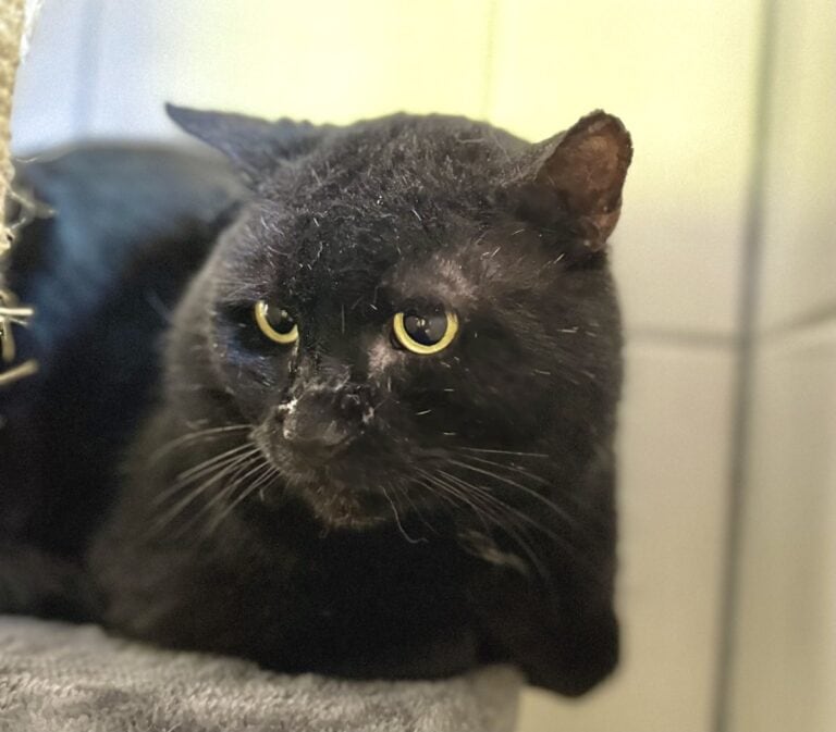Foto: Herbort (FIV pos.) - Katzen > Wohnungskatzen