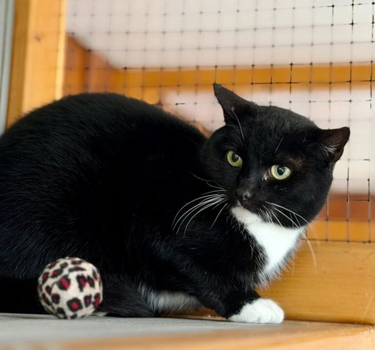 Foto: Holdra - Katzen > Freigänger