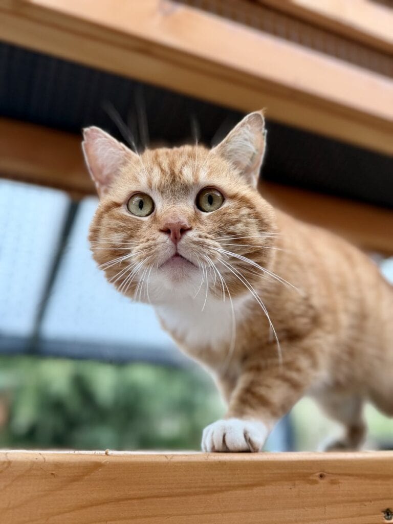 Foto: Carsten - Katzen > Freigänger