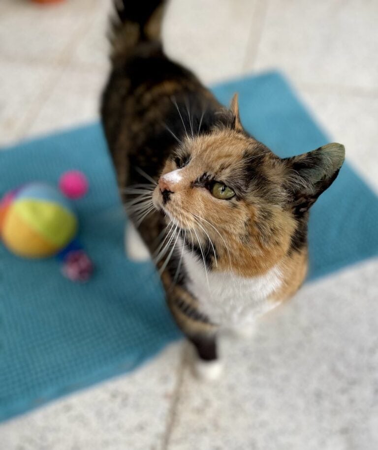 Foto: Edith - Katzen > Freigänger