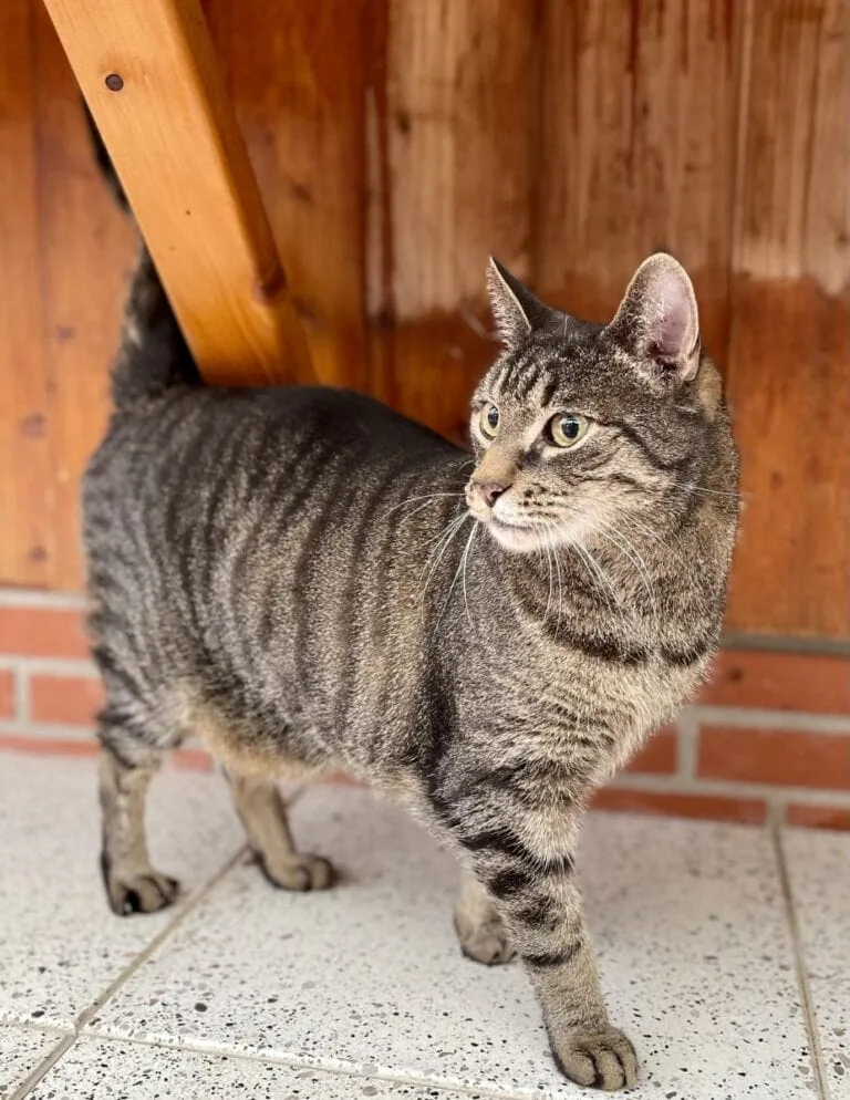 Foto: Sir Lancelot (FIV pos.) - Katzen > Wohnungskatzen