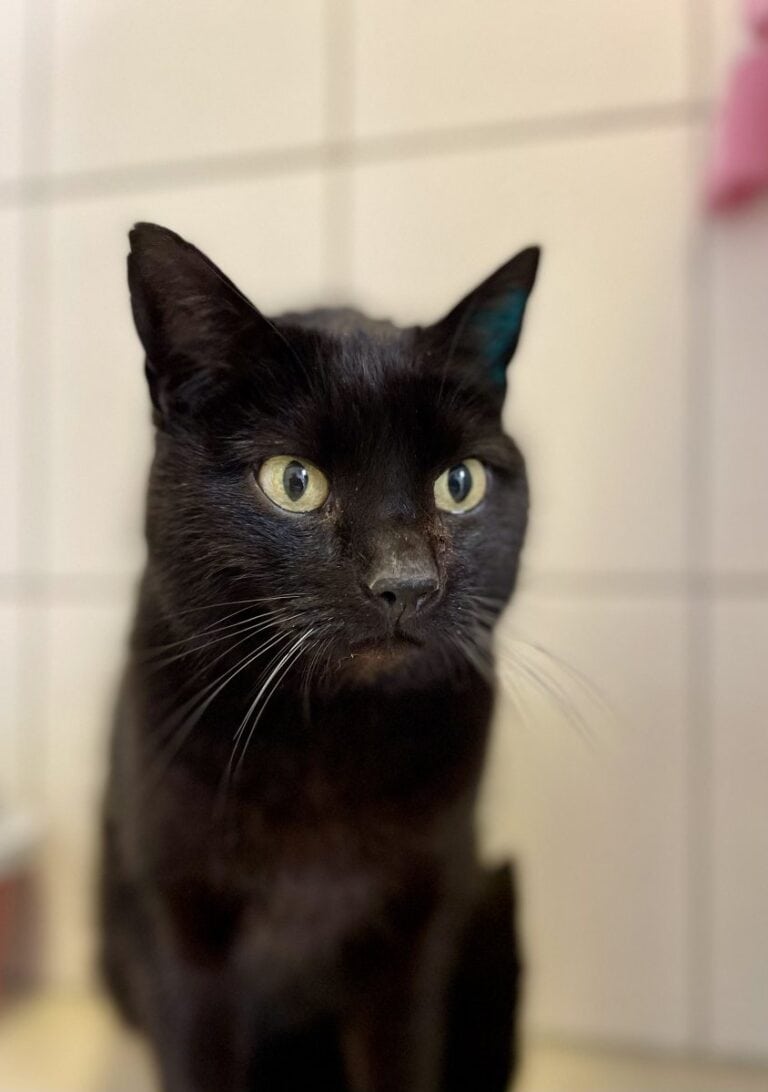 Foto: Polly - Katzen > Freigänger