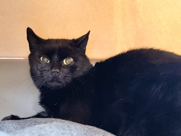 Foto: Fischi - Katzen > Freigänger