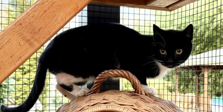 Foto: Jumper - Katzen > Freigänger