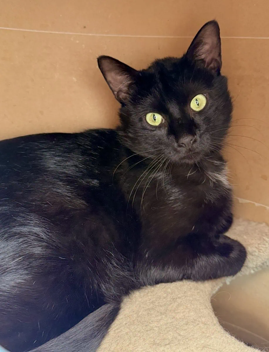 Foto: Mais - Katzen > Freigänger