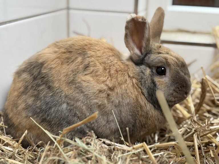 Foto: Willi - Kleintiere > Kaninchen