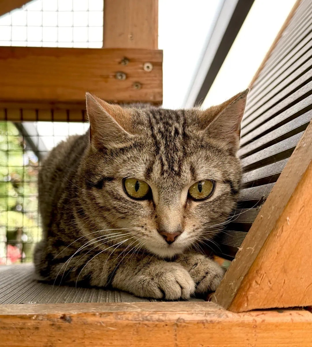 Foto: Mingus - Katzen > Freigänger