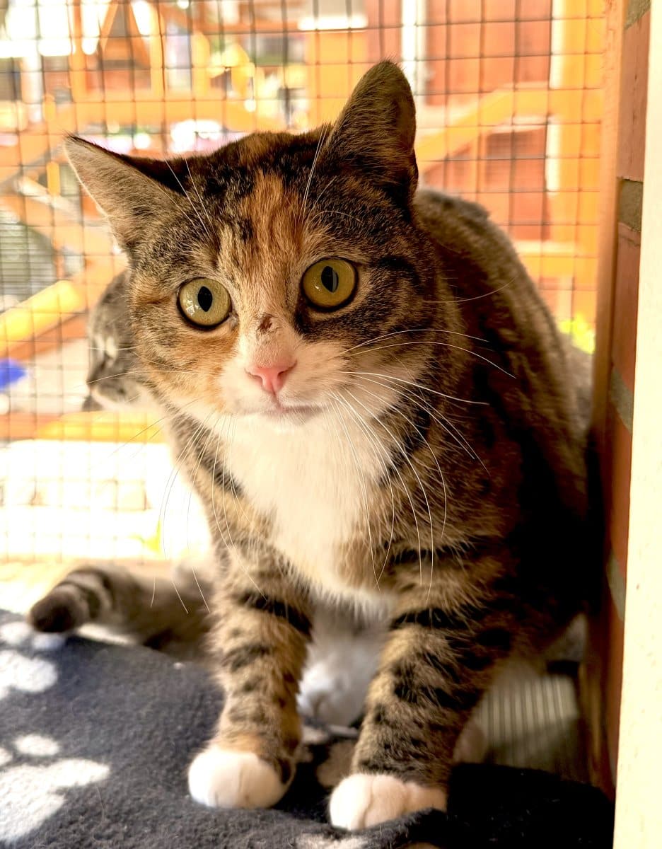 Foto: Fea - Katzen > Freigänger