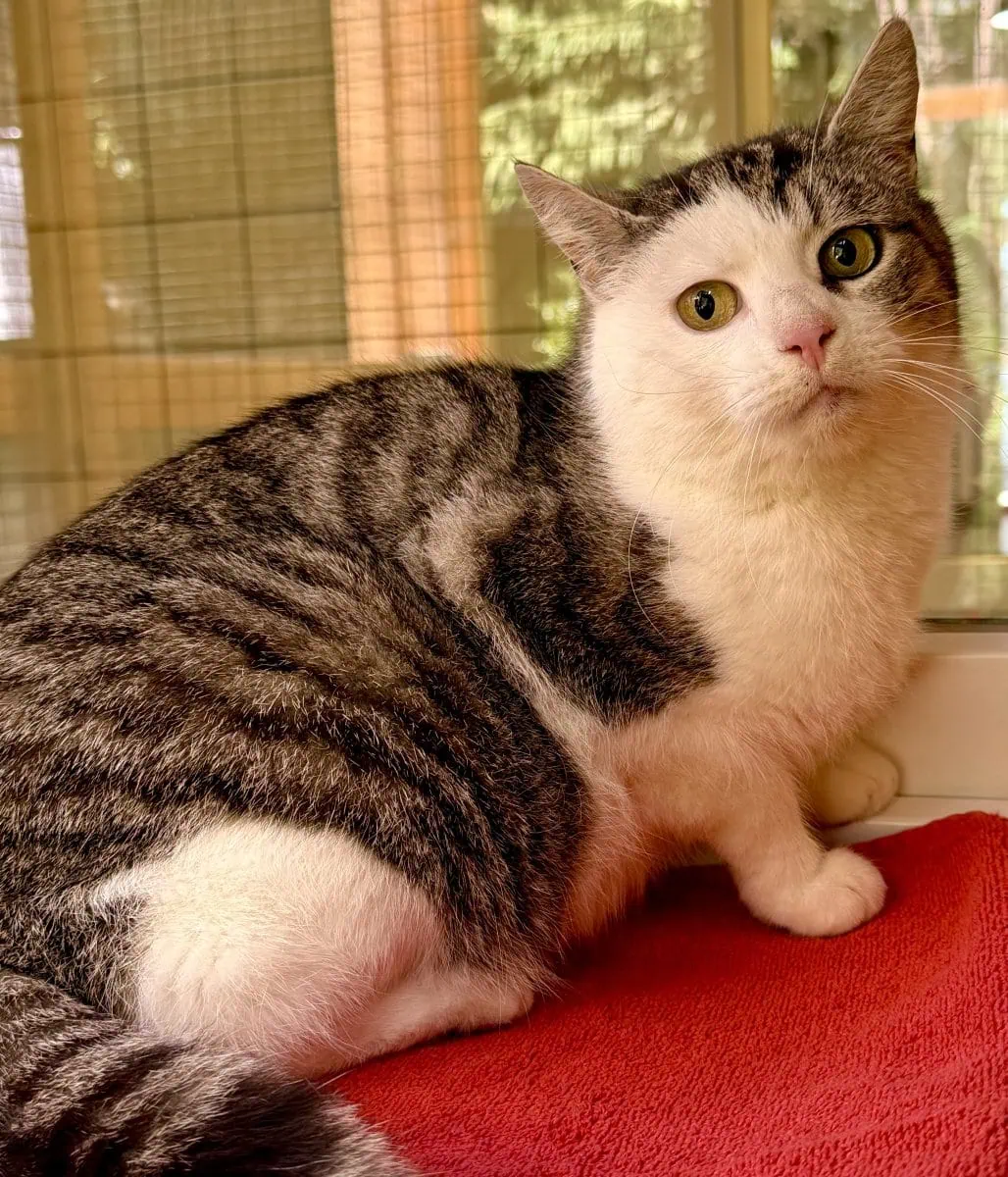 Foto: Austen - Katzen > Freigänger