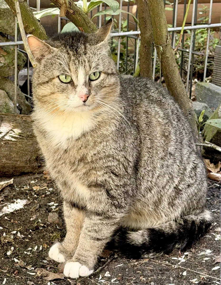 Foto: Waldi (FIV pos.) - Katzen > Wohnungskatzen