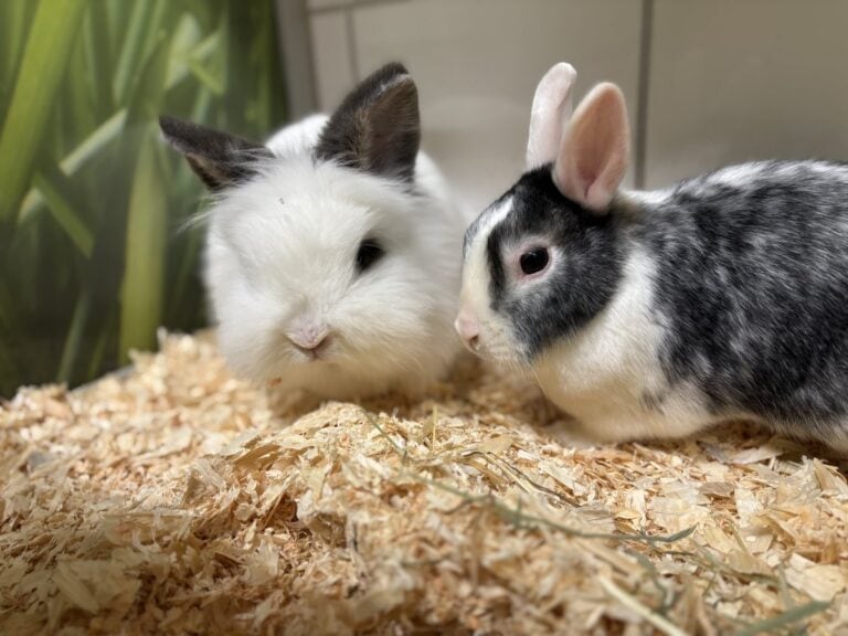 Foto: Anna - Kleintiere > Kaninchen