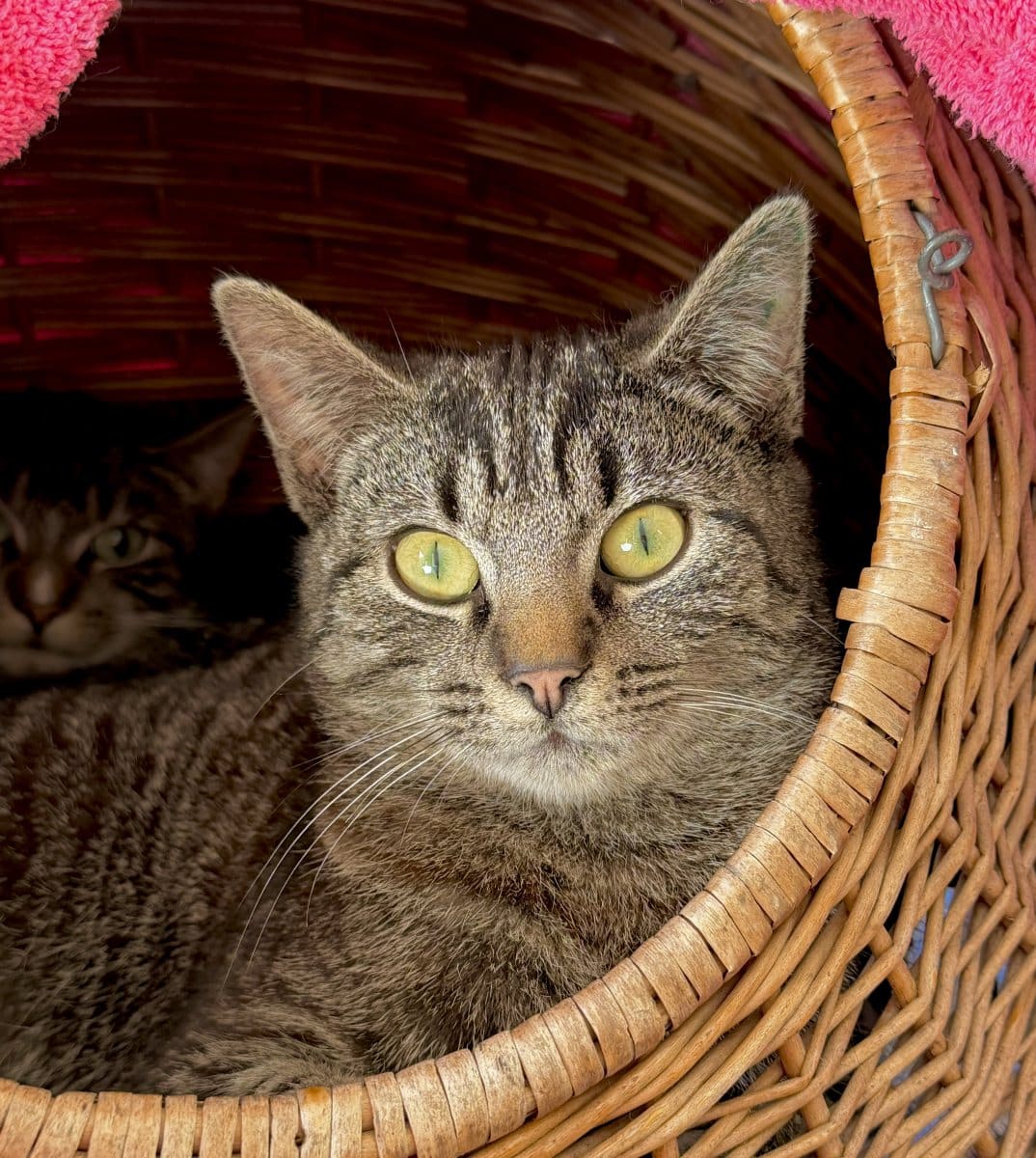 Foto: Jostabeere - Katzen > Freigänger