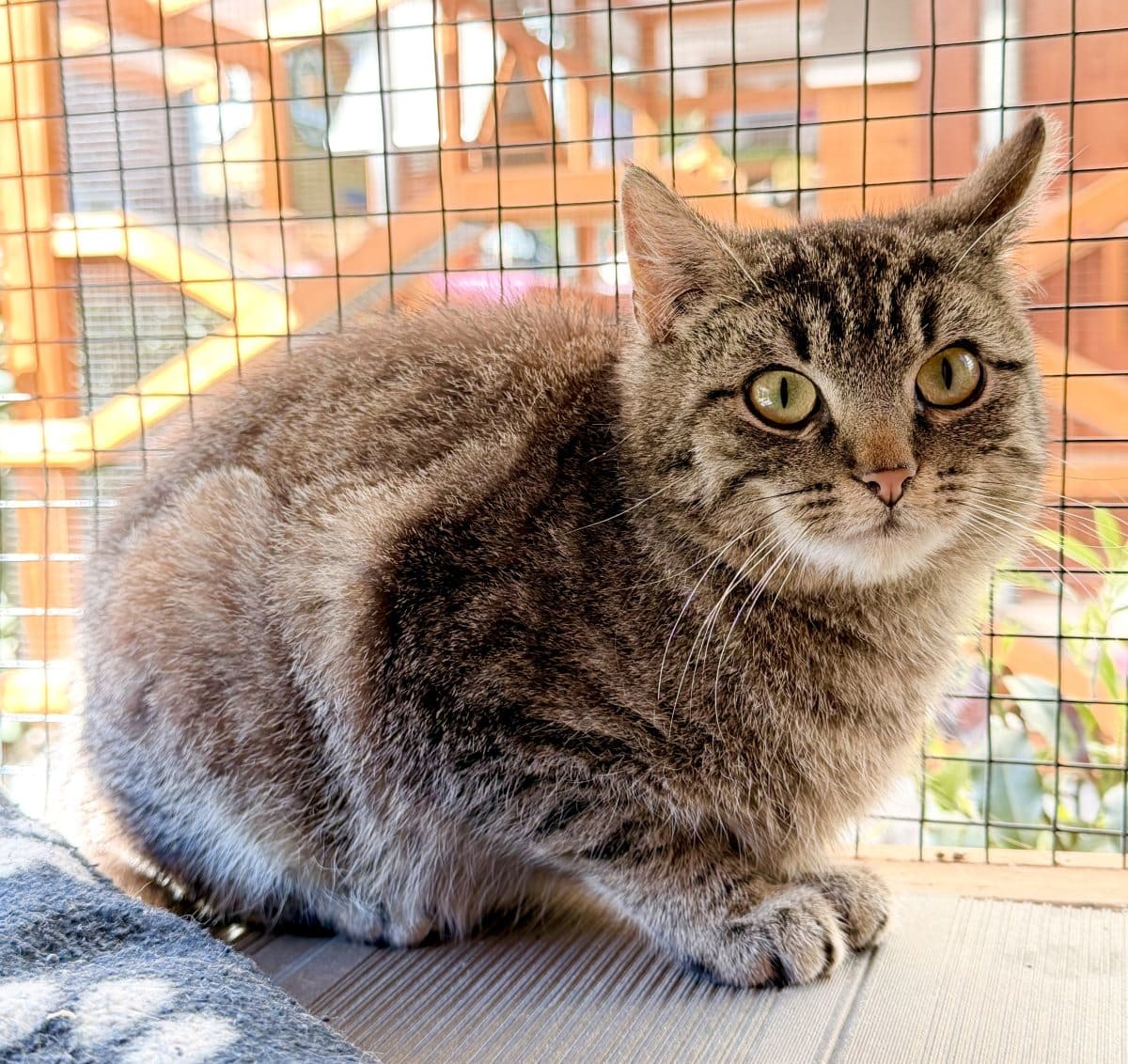Foto: Blaubeere - Katzen > Freigänger