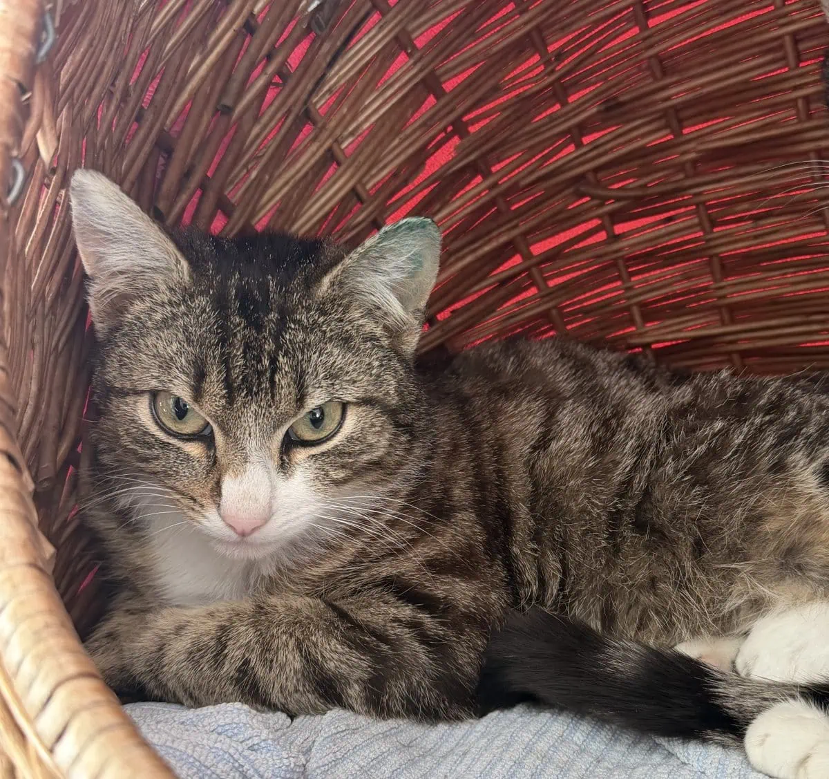 Foto: Johannisbeere - Katzen > Freigänger