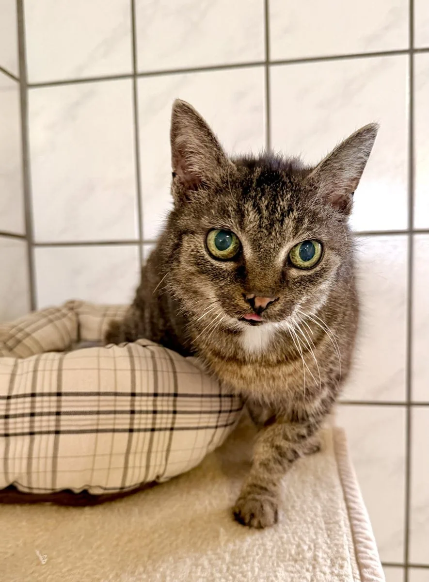 Foto: Heike - Katzen > Freigänger