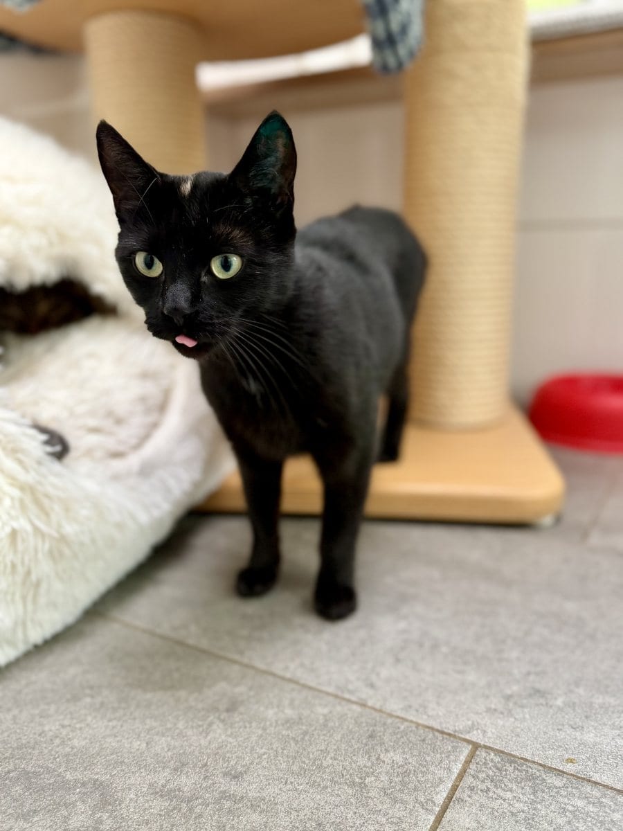 Foto: Ivy-Annabella - Katzen > Freigänger