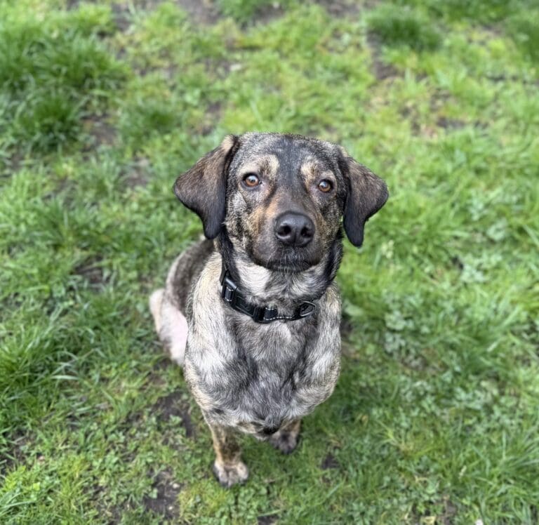 Foto: Carly - Hunde > Hunde