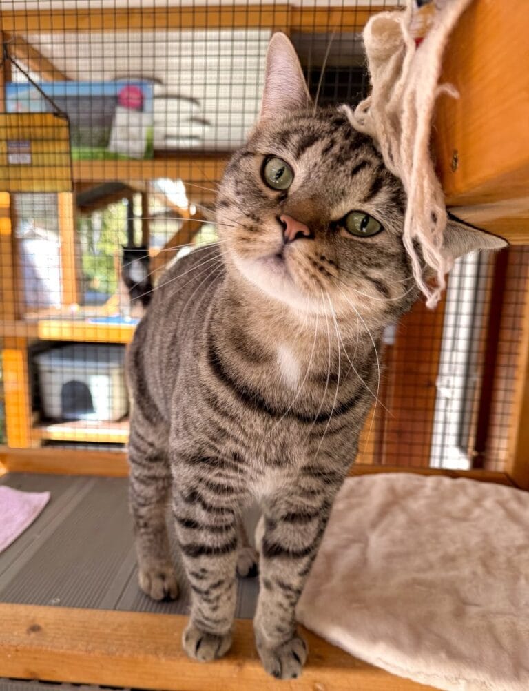 Foto: Toni - Katzen > Freigänger