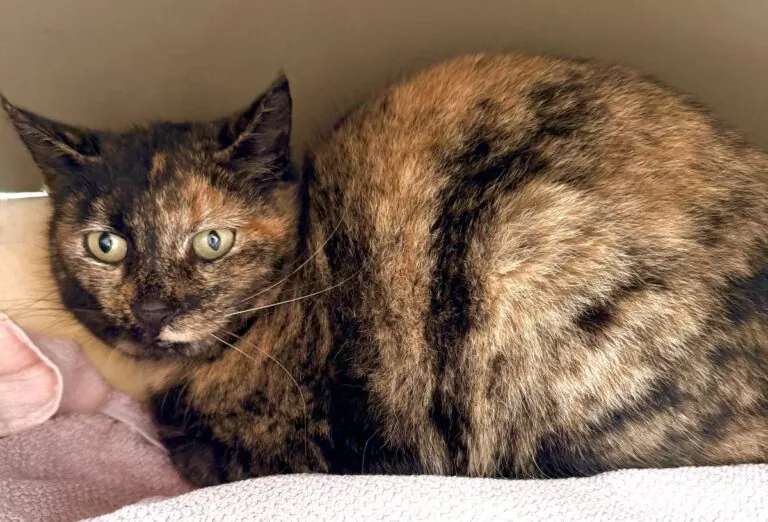 Foto: Tiffy - Katzen > Freigänger