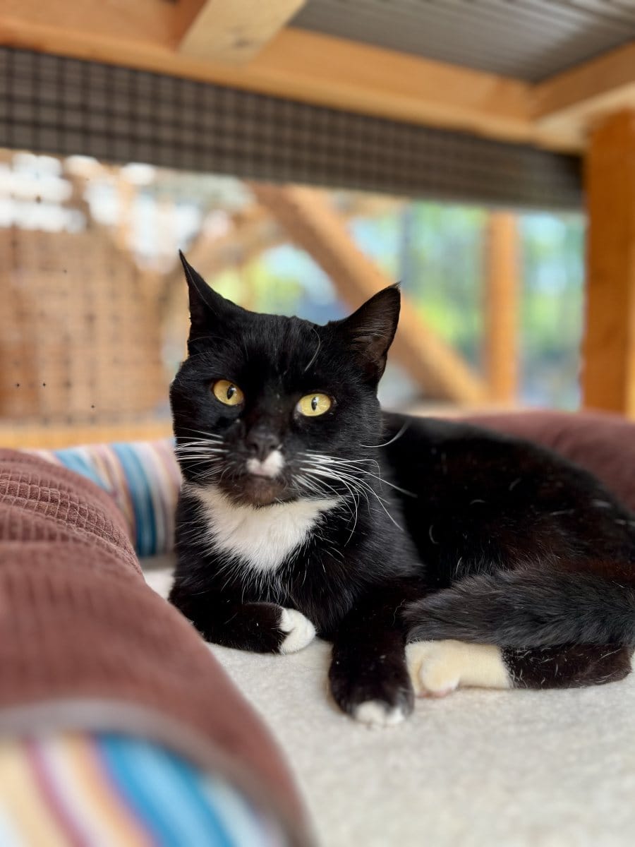 Foto: Nugent - Katzen > Freigänger