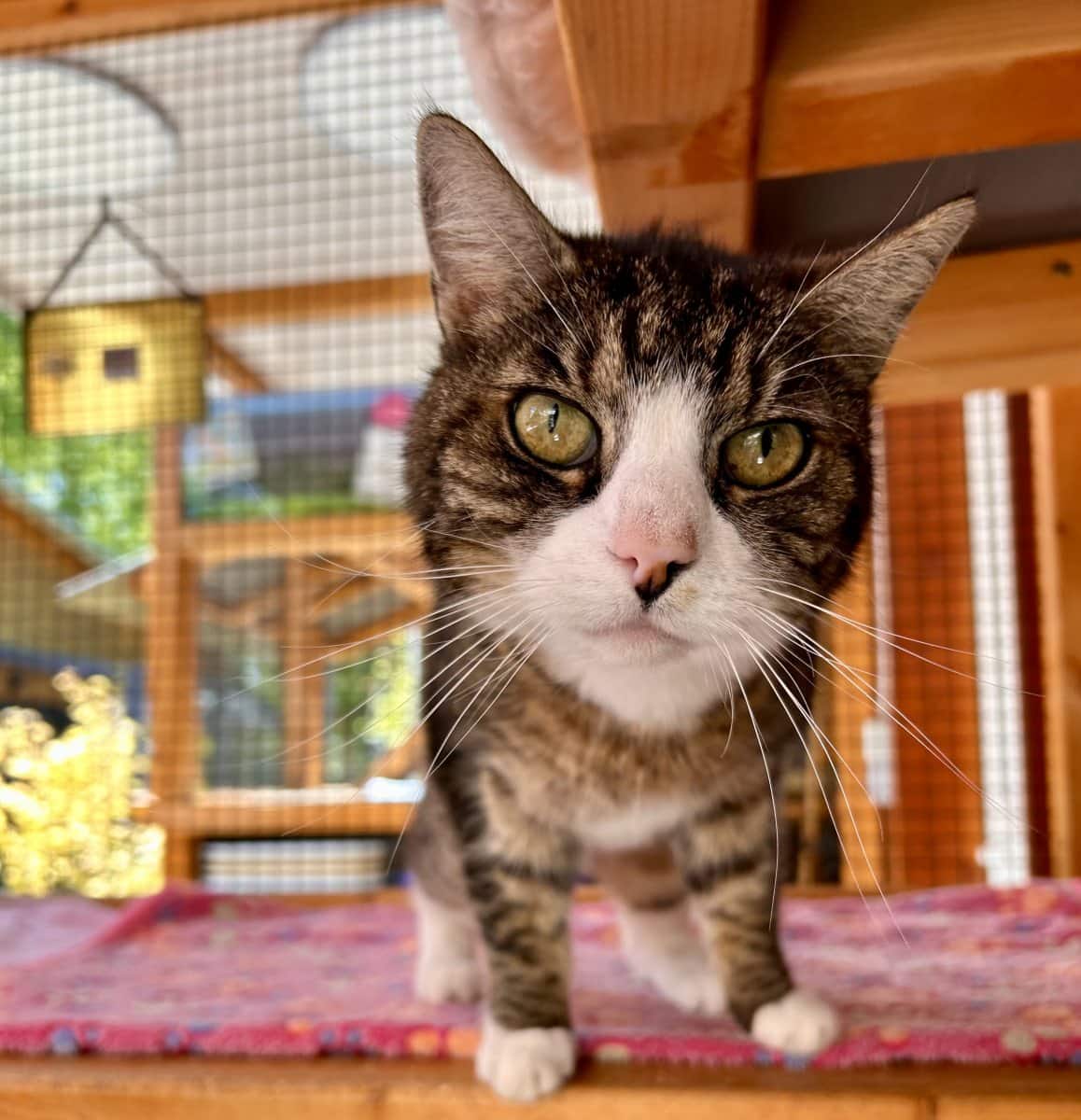 Foto: Mischa - Katzen > Freigänger