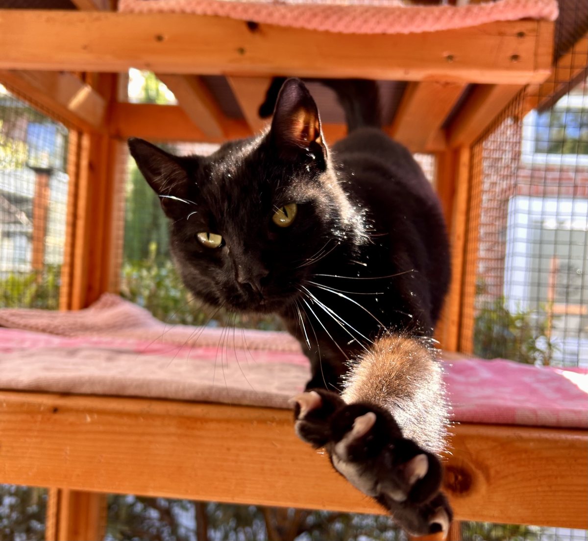 Foto: Gemito - Katzen > Freigänger