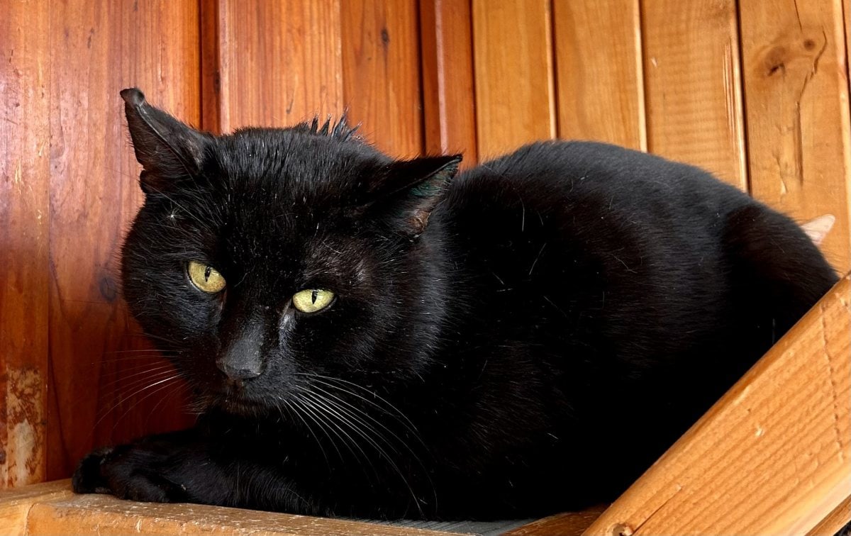 Foto: Rudi - Katzen > Freigänger