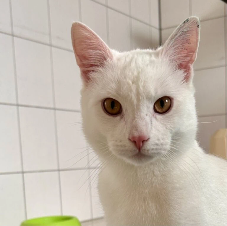 Foto: Menno - Katzen > Freigänger