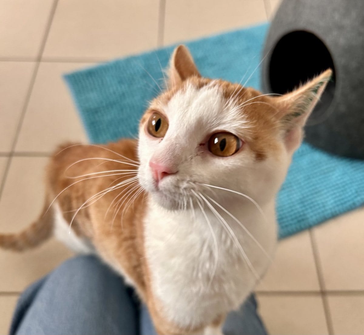 Foto: Smarula „Pamuk“ - Katzen > Freigänger
