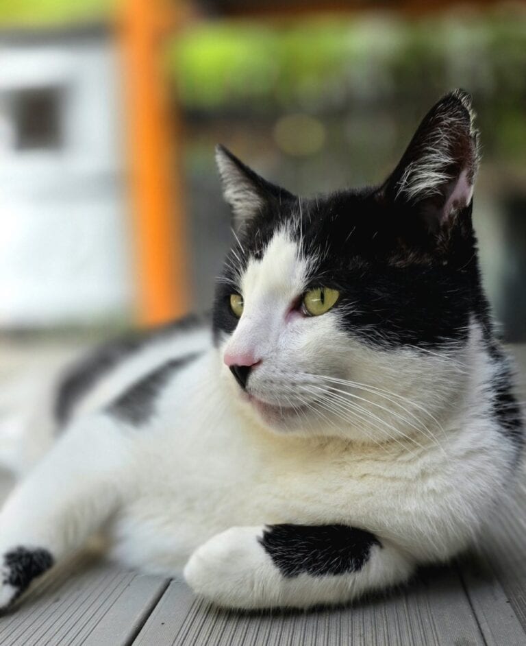 Foto: Klitschko (FIV pos.) - Katzen > Wohnungskatzen