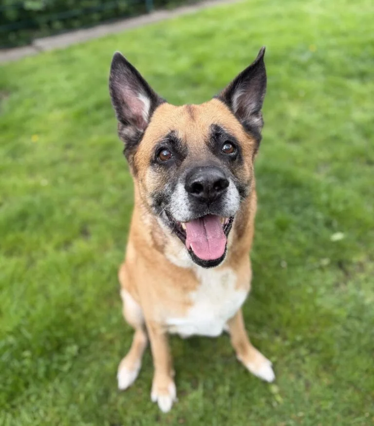 Foto: Mason - Hunde > Hunde