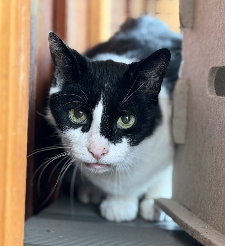 Foto: Moritz (Grumpy) - Katzen > Freigänger