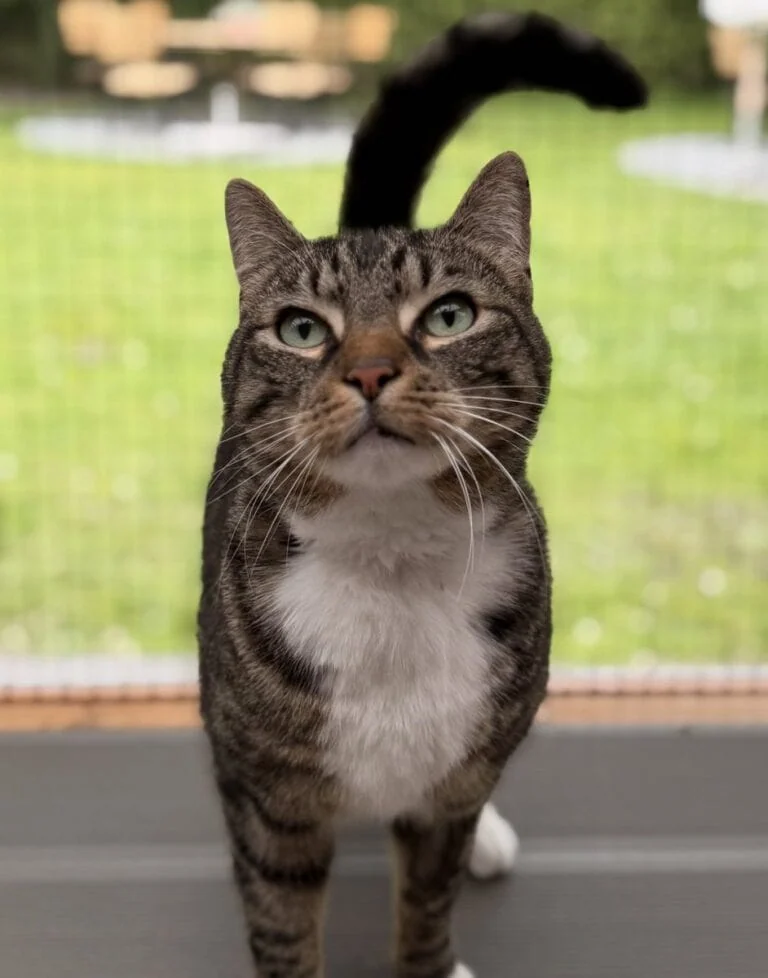 Foto: Loki - Katzen > Freigänger