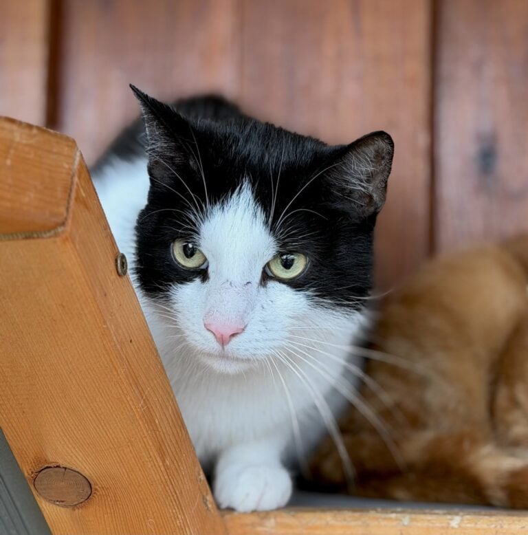 Foto: Siggi - Katzen > Wohnungskatzen