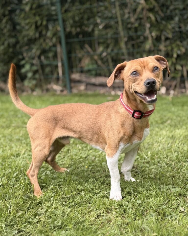 Foto: Jack - Hunde > Hunde