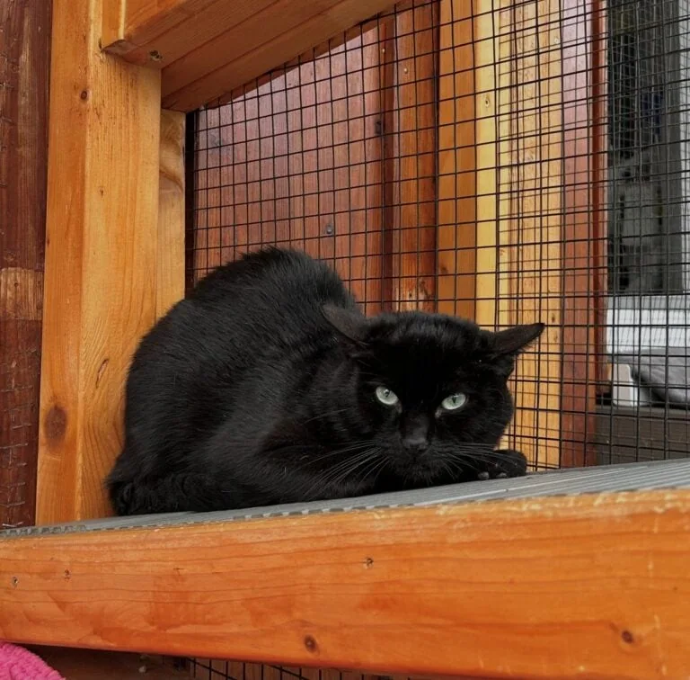 Foto: Bruno - Katzen > Wohnungskatzen