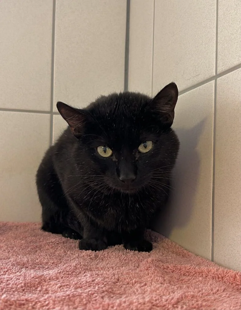 Foto: Diego - Katzen > Wohnungskatzen