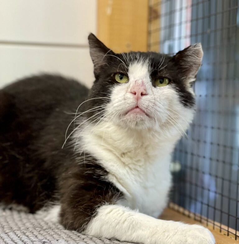 Foto: Hauke - Katzen > Wohnungskatzen