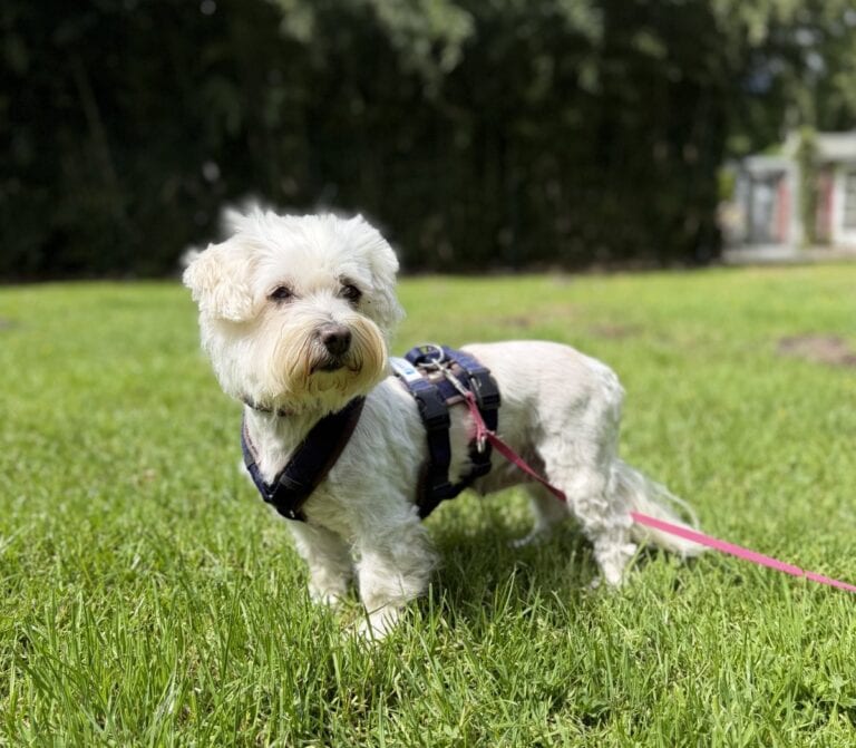 Foto: Lassy - Hunde > Hunde