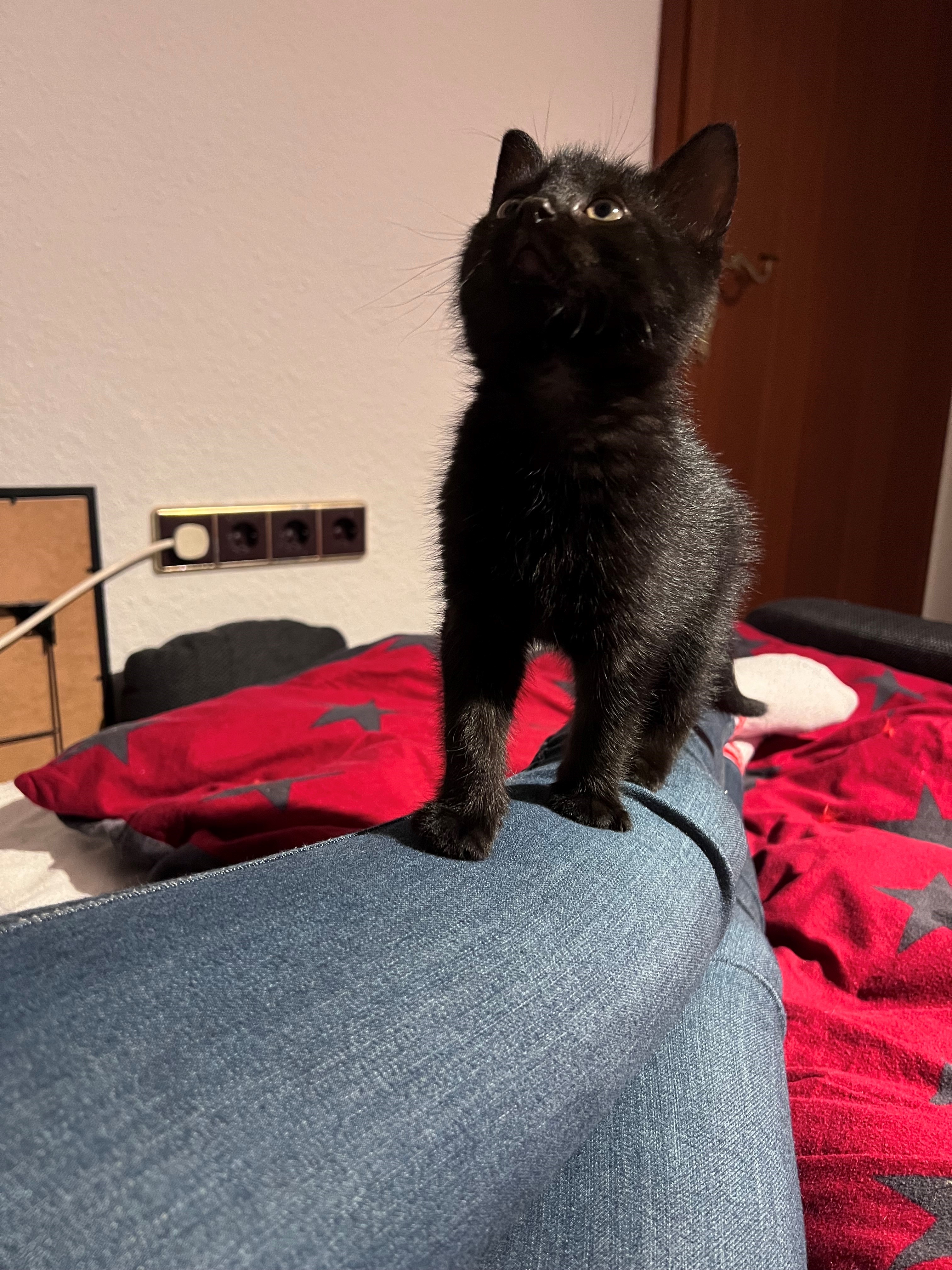 Katze: „Fussel, ehemals Lumos“