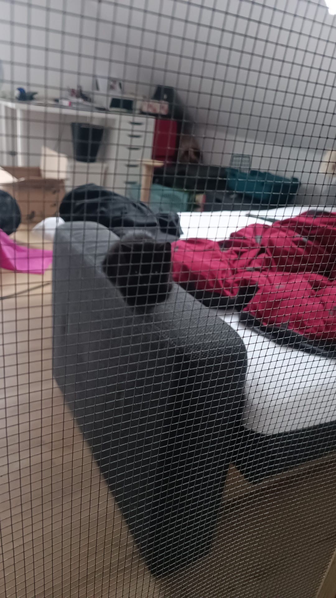 Katze: „Fussel, ehemals Lumos“