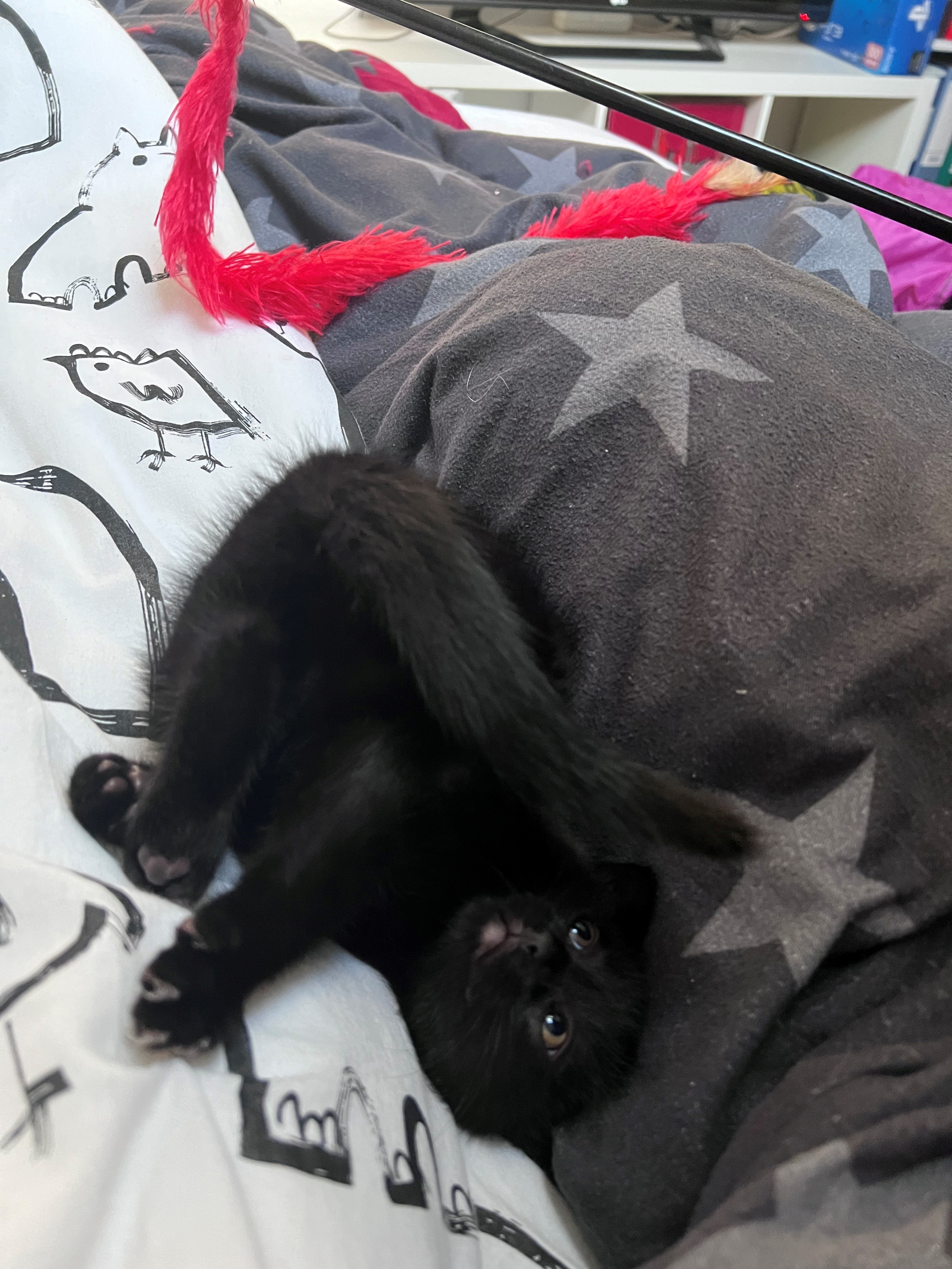 Katze: „Fussel, ehemals Lumos“