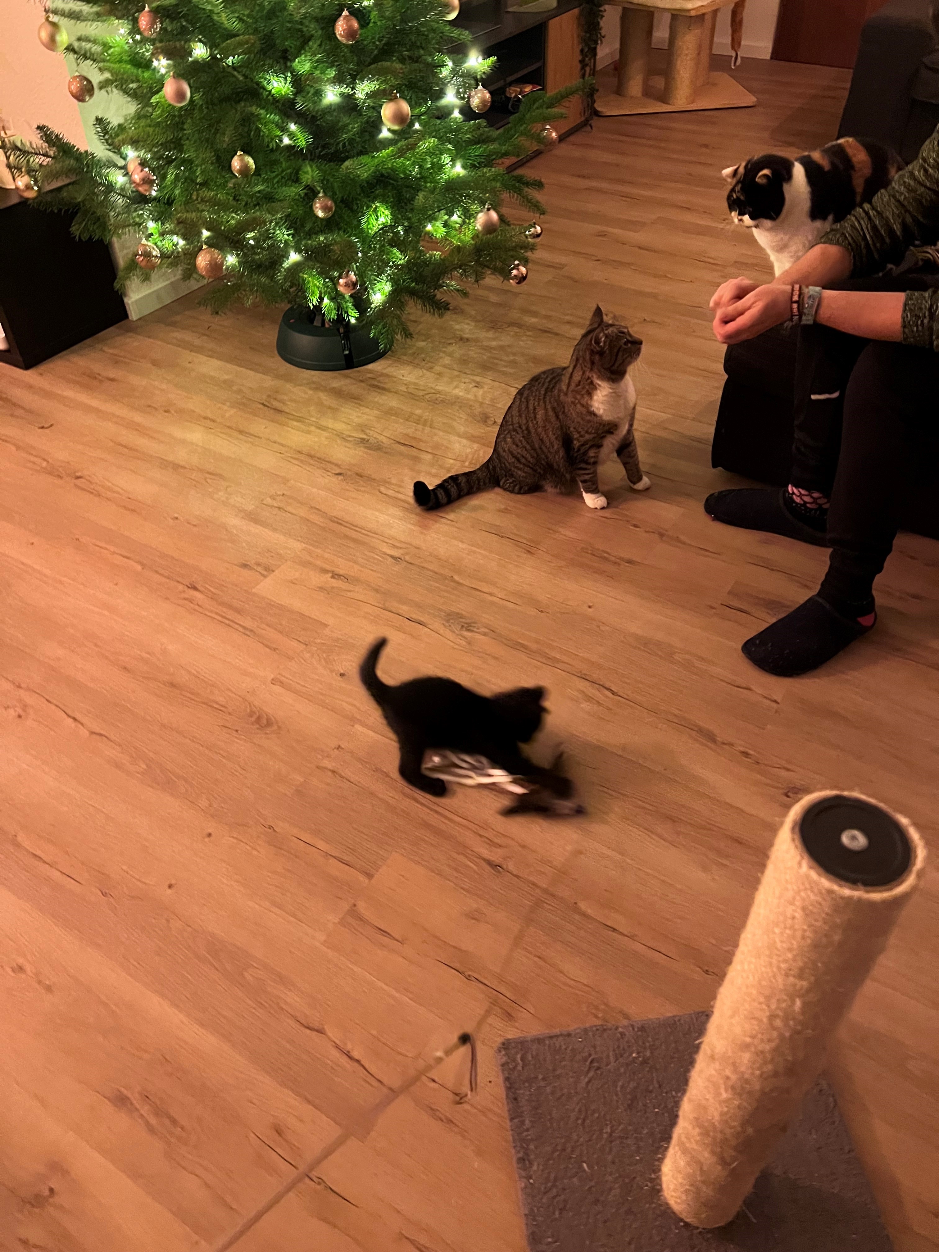 Katze: „Fussel, ehemals Lumos“