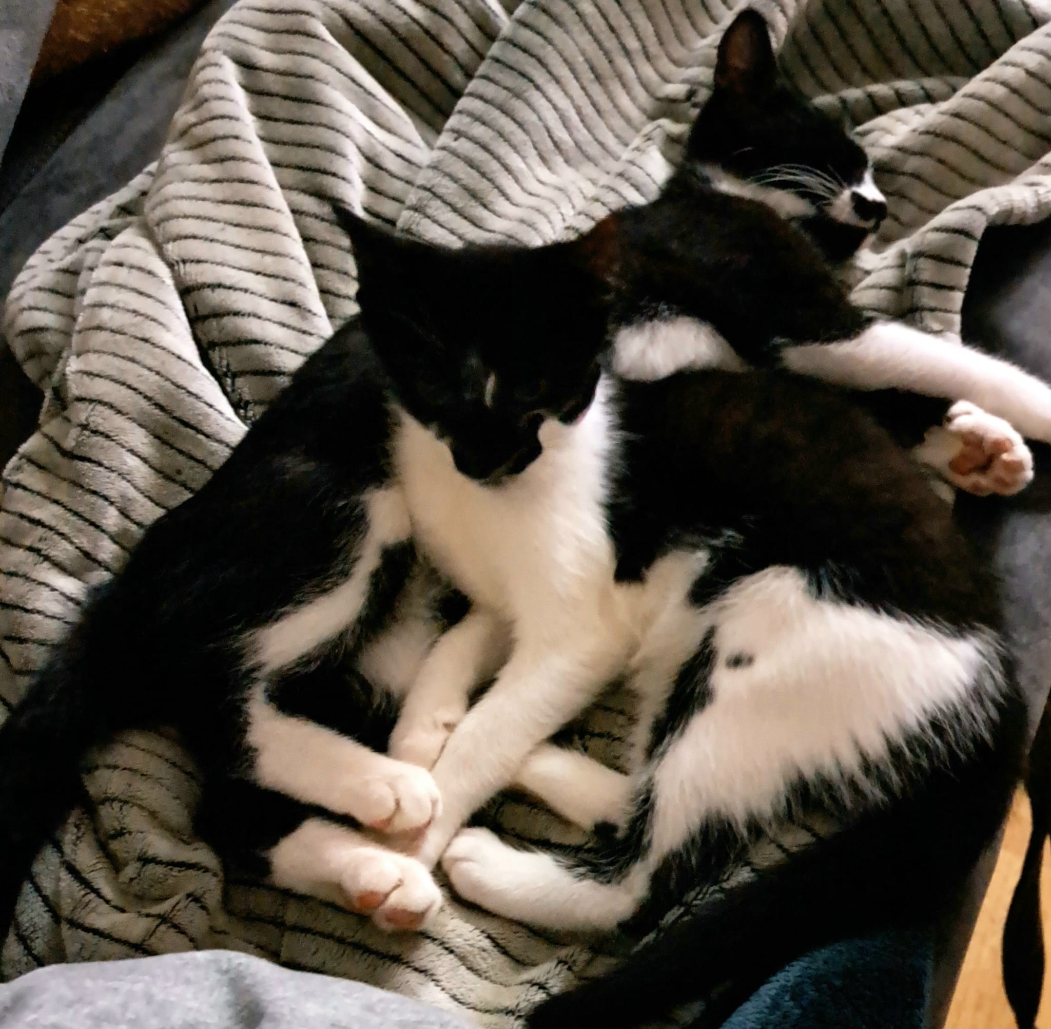 Zwei Kater: „Bucky und Paulchen (damals Eddy)“